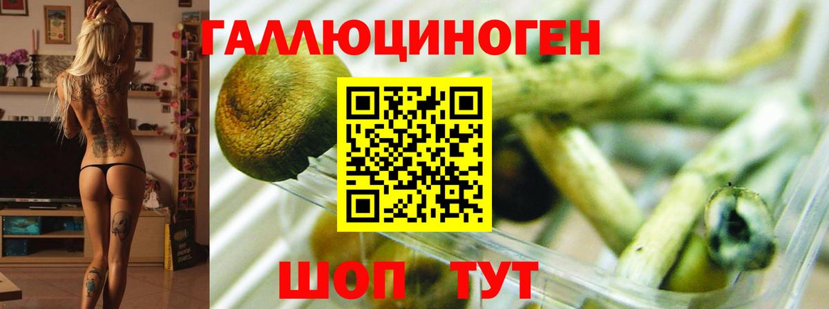 Псилоцибиновые грибы мицелий Фролово